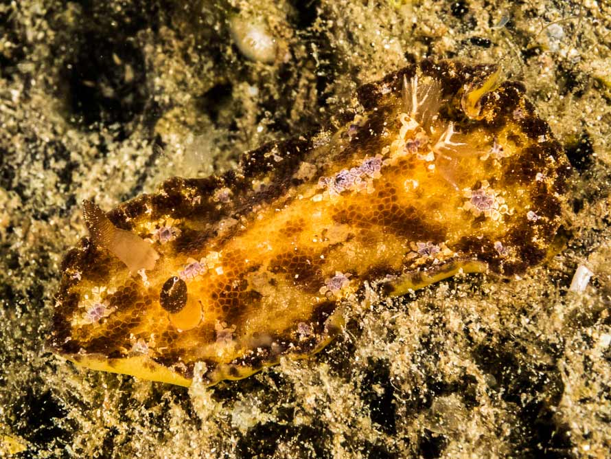 Discodoris cebuensis